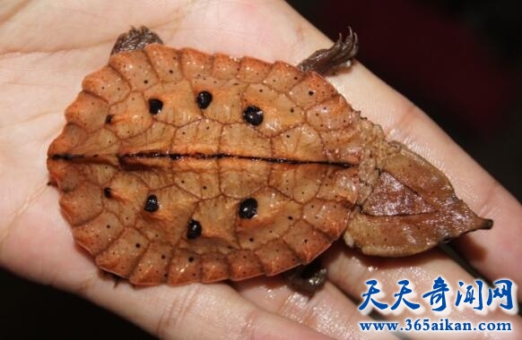 世界上最丑的乌龟，枯叶龟夺得冠军！