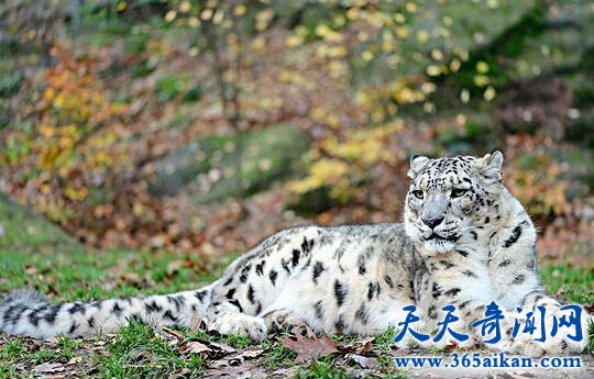 雪豹1.jpg