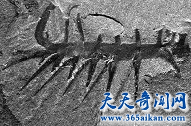 怪诞虫1.jpg