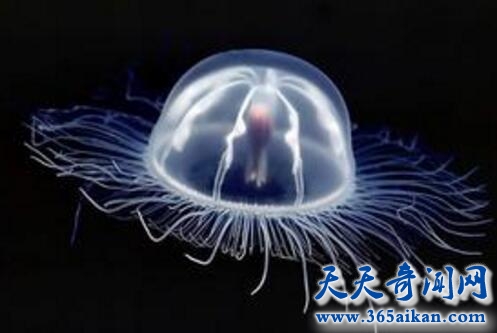 箱水母1.jpg
