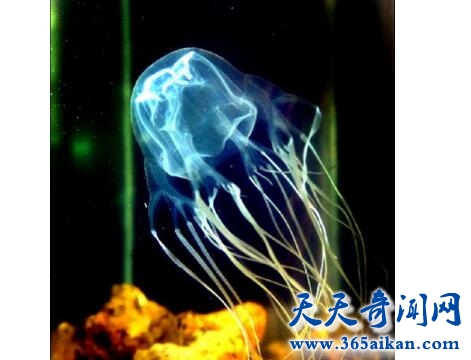 箱水母3.jpg