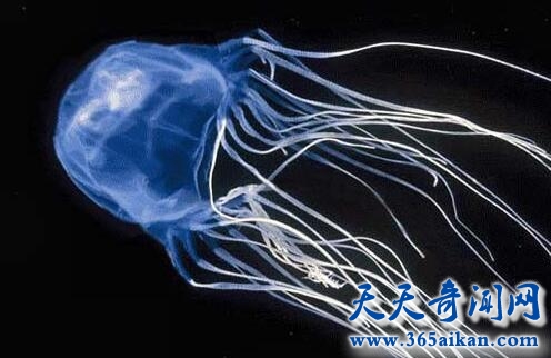 箱水母2.jpg