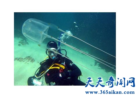 箱水母7.jpg