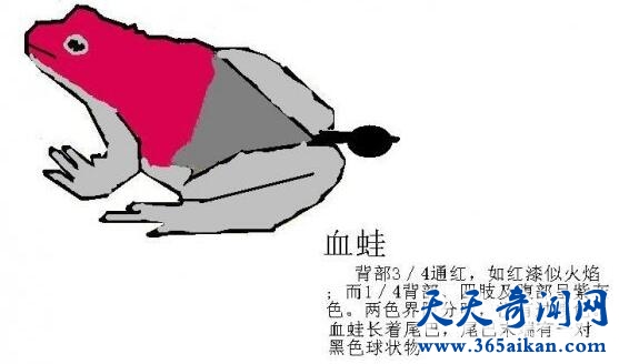 食人蛙3.jpg