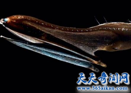 吞噬鳗1.jpg