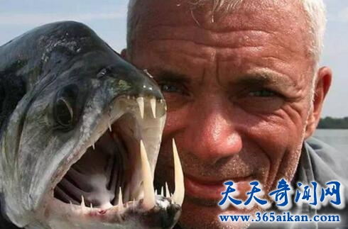 尖牙1.jpg