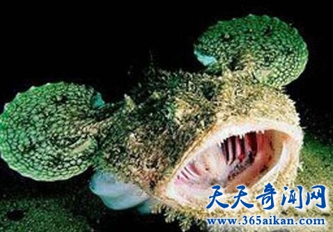鮟鱇1.jpg