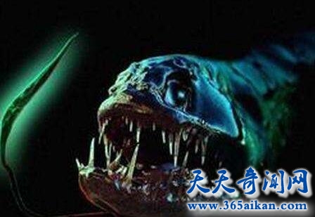 深海龙鱼1.jpg