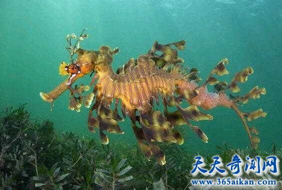 海龙.jpg