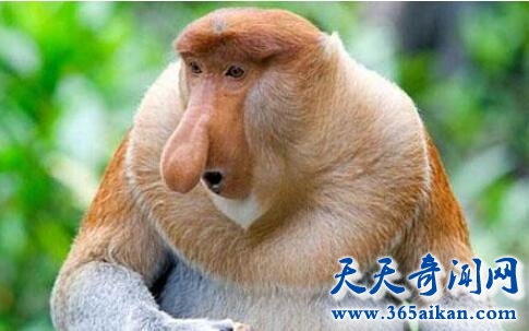 长鼻猴.jpg