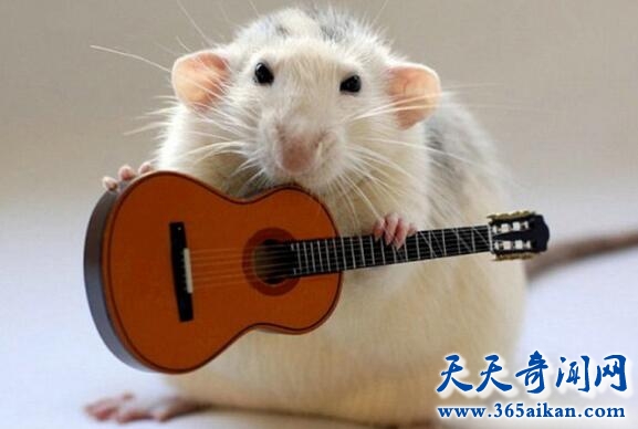 MRL老鼠.jpg