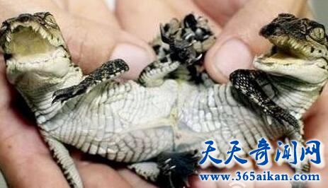 连体鳄鱼