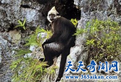 金头猴1.jpg