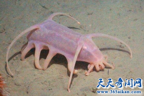 海猪.jpg