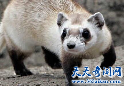 黑足雪貂1.jpg