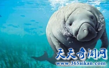 大海牛1.jpg