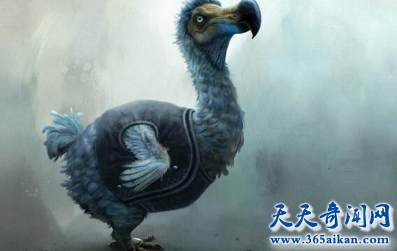渡渡鸟1.jpg