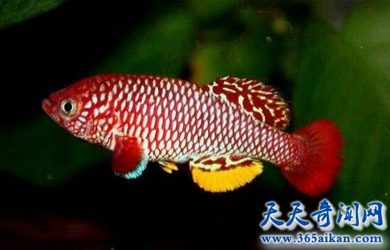 鳉鱼.jpg