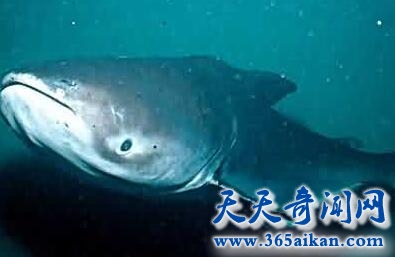 湄公河巨型鲶鱼1.jpg