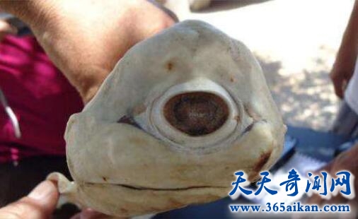 独眼鲨鱼.jpg