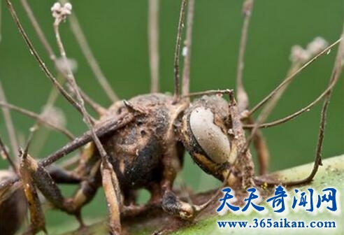 僵尸真菌.jpg