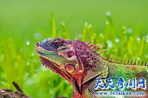 迷惑摇滚变色龙.jpg