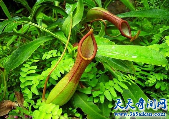猪笼草.jpg
