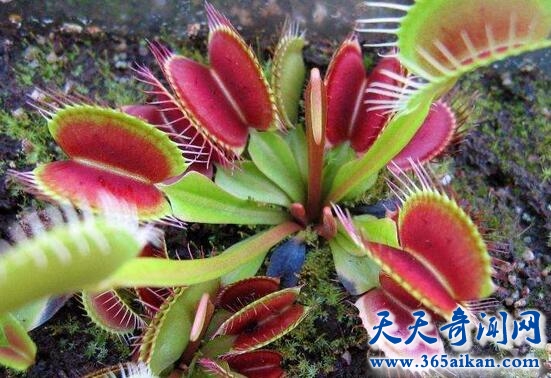 捕蝇草.jpg