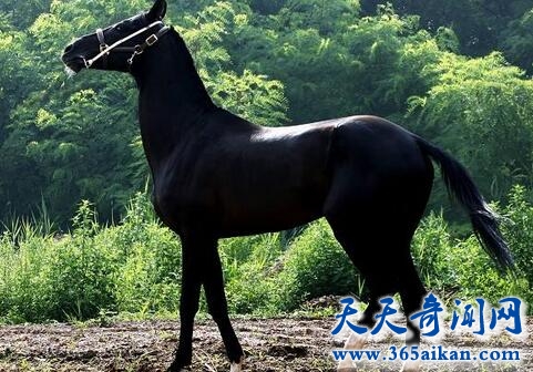 汗血宝马1.jpg