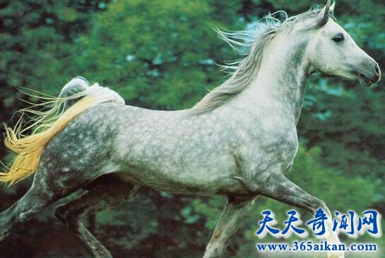 阿拉伯马1.jpg