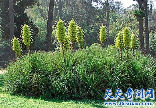 食羊树1.jpg