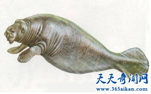 斯特拉海牛.jpg