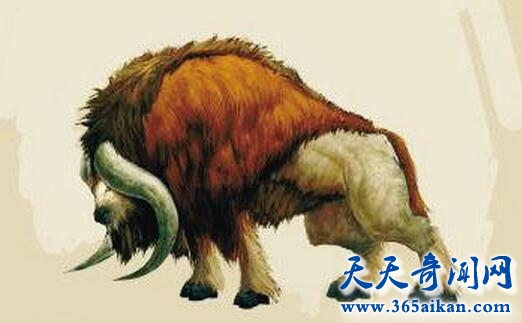 欧洲野牛.jpg