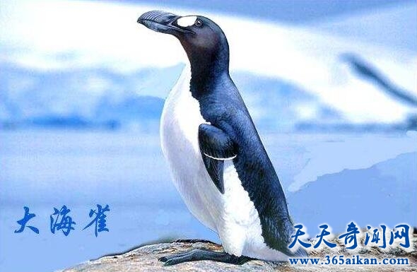 大海雀.jpg