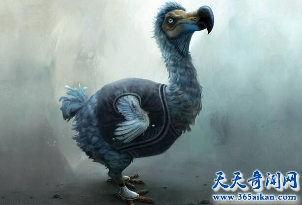 渡渡鸟1.jpg