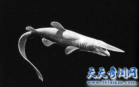 加布林鲨鱼.jpg