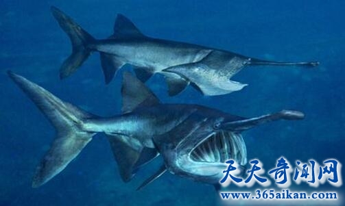 密西西比河白鲟.jpg