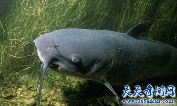 巨鲶.jpg