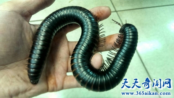曾经的巨型昆虫，巨型马陆全面介绍！
