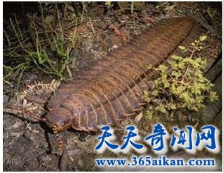 曾经的巨型昆虫，巨型马陆全面介绍！