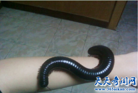 曾经的巨型昆虫，巨型马陆全面介绍！