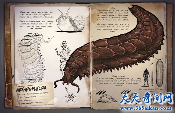 曾经的巨型昆虫，巨型马陆全面介绍！