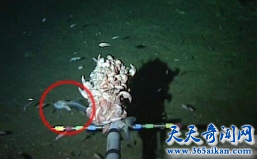 深海怪鱼.jpg