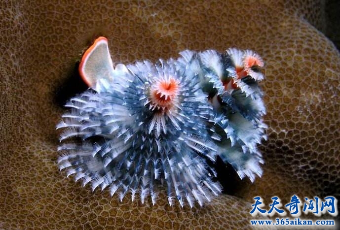 旋鳃虫