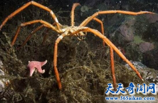 巨型海蜘蛛1.jpg