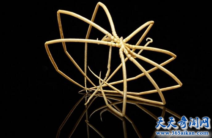 巨型海蜘蛛2.jpg
