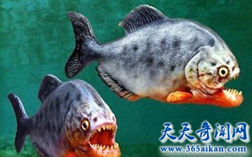 食人鱼.jpg
