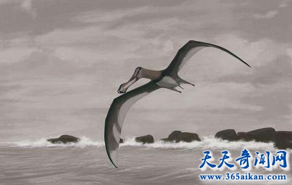 康加玛托.jpg