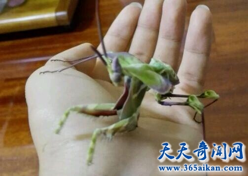 魔花螳螂3.jpg