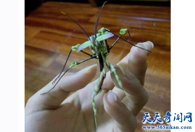魔花螳螂4.jpg